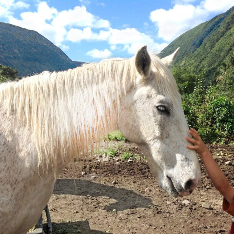 A kid pets a horse on one of our tours