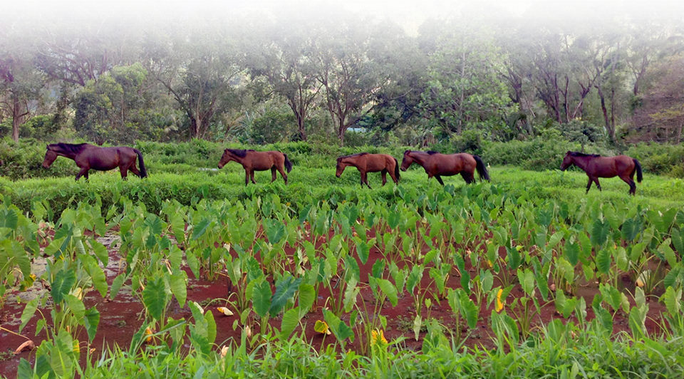 wildhorsesfade wildhorsesfade
