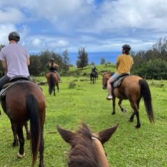 a person riding a horse in a field