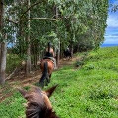 a person riding a horse in a field