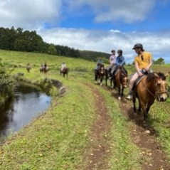 a herd of cattle walking across a river