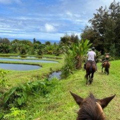 a dog that is standing in the grass