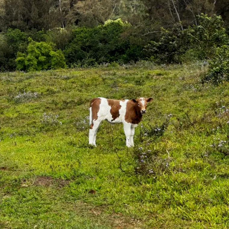 a brown cow standing on top of a lush green field