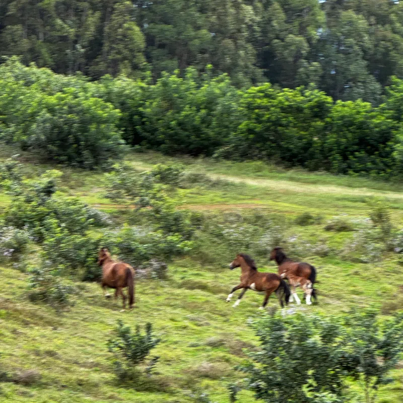 a herd of cattle standing on top of a lush green forest