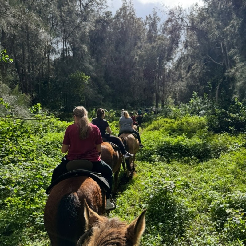 a man riding a horse in a forest