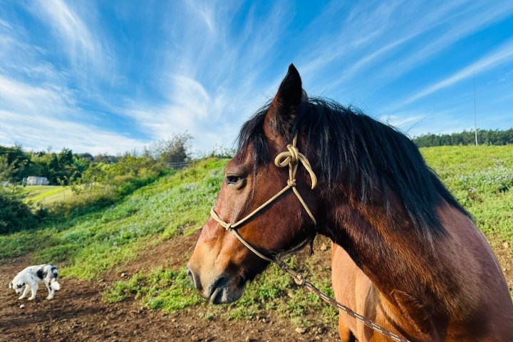 Profile of a brown horse with a bridle, standing outdoors, blue sky, and a small dog in the background.