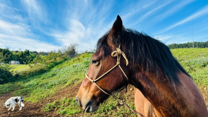 Profile of a brown horse with a bridle, standing outdoors, blue sky, and a small dog in the background.