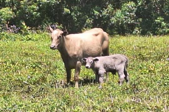 Cow and calf standing in a grassy field with trees in the background.