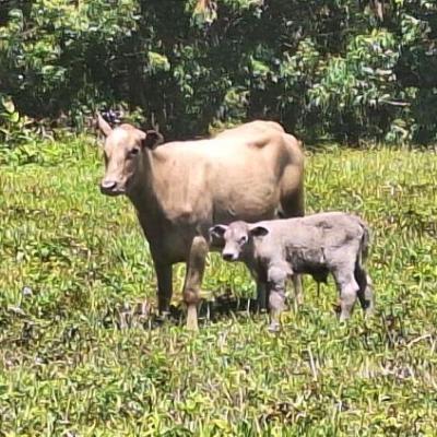 Cow and calf standing in a grassy field with trees in the background.
