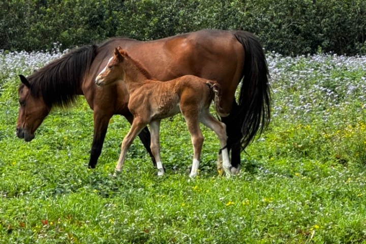 Brown horse with a foal standing in a grassy field with trees in the background.