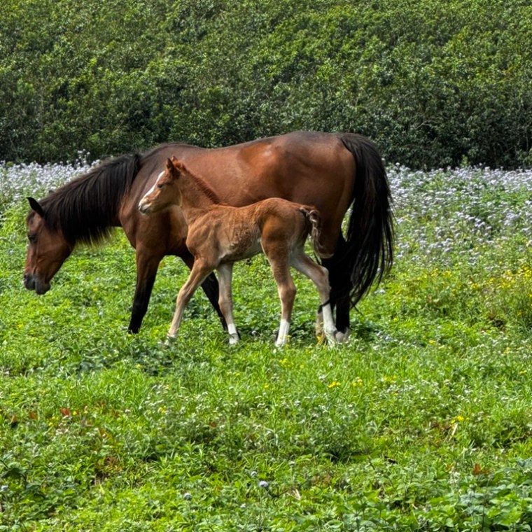 Brown horse with a foal standing in a grassy field with trees in the background.