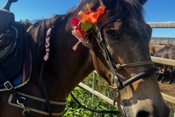 Horse with floral decoration on bridle in sunny outdoor setting.