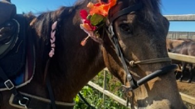 Horse with floral decoration on bridle in sunny outdoor setting.