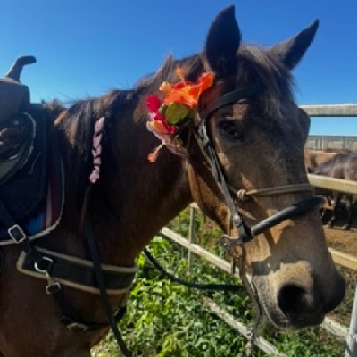 Horse with floral decoration on bridle in sunny outdoor setting.