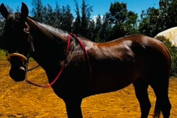 A horse standing on a dirt path under a clear blue sky.