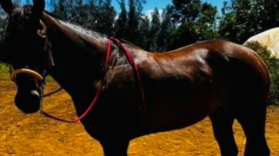 A horse standing on a dirt path under a clear blue sky.