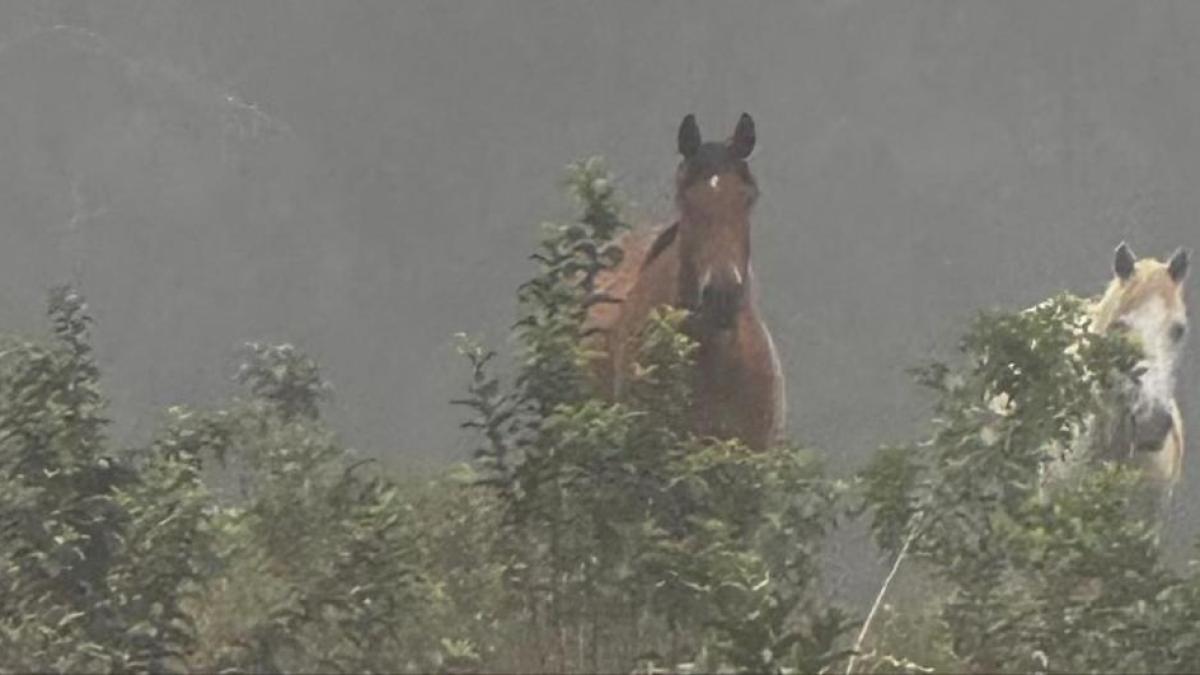 Four horses stand amid bushes in a foggy landscape.