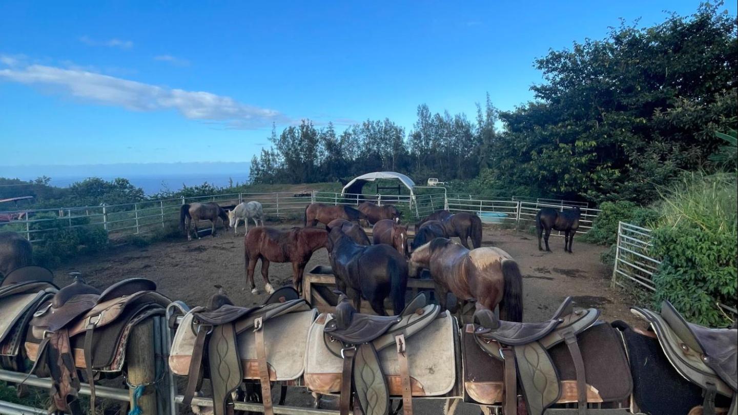 Horses in a fenced area with saddles hung on the fence under a clear blue sky.