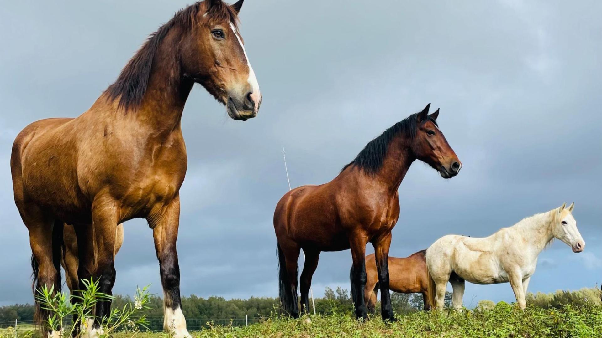 Four horses standing in a grassy field under a cloudy sky.