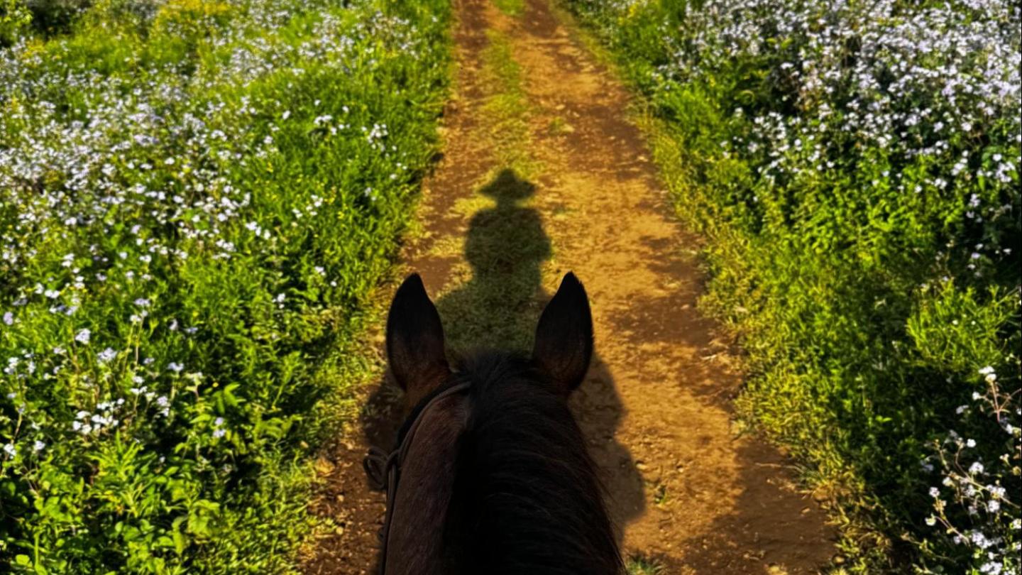 View from horseback on a path through a flower-filled meadow.