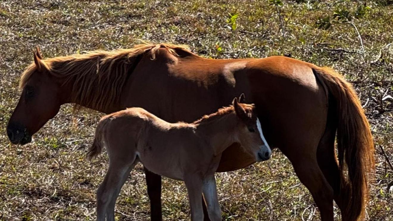 Brown mare with foal standing on grassy field.