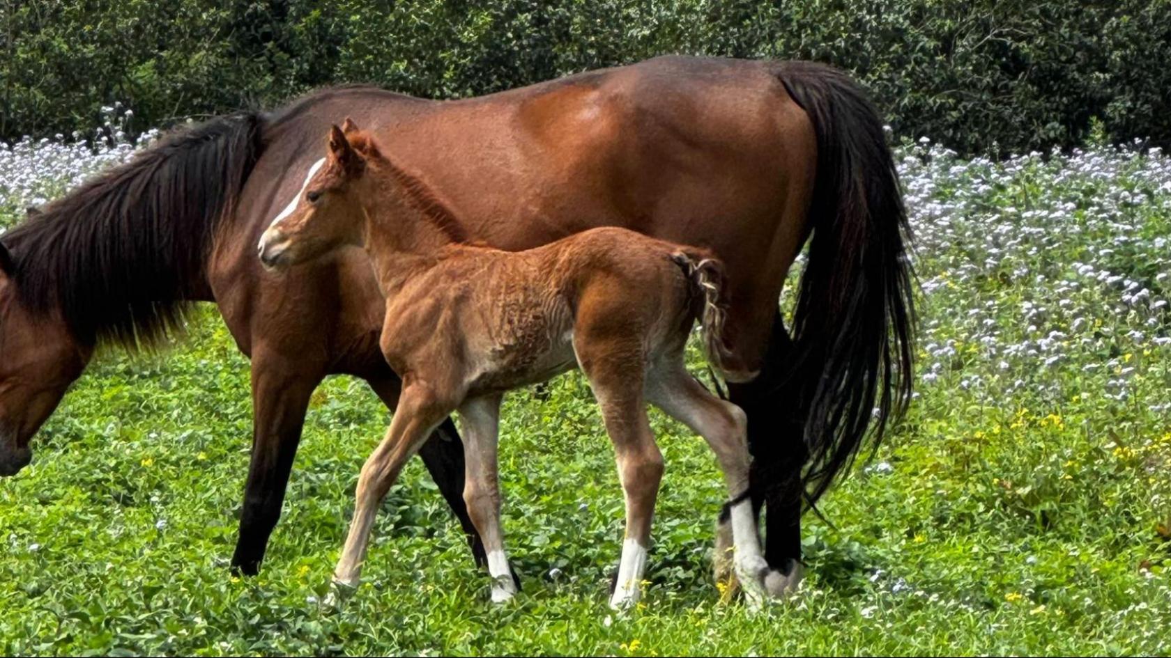 A mare and foal graze in a lush meadow with wildflowers in the background.