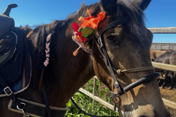 Horse with flowers on bridle in a paddock, sunny day.