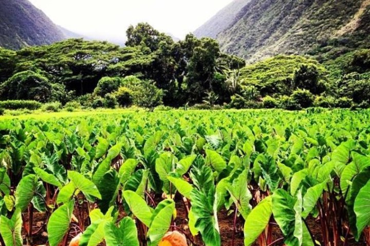 Taro field with lush green mountains in the background.
