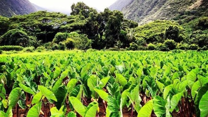 Taro field with lush green mountains in the background.